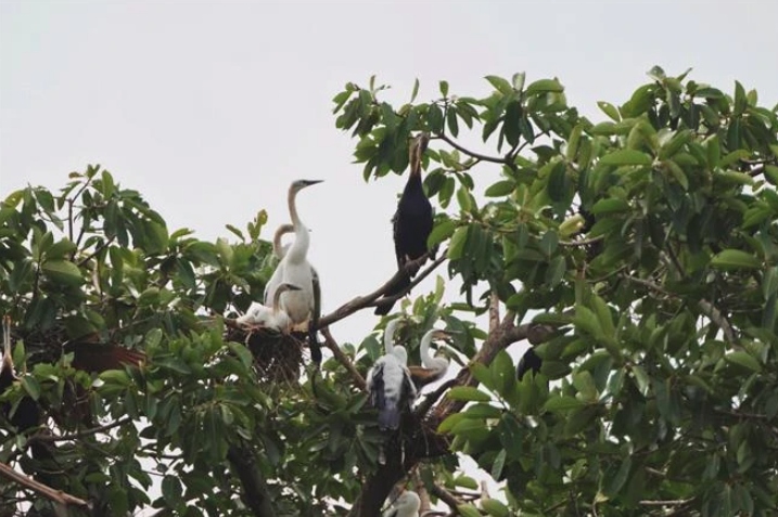 Endangered birds nesting at Dong Nai province’s tourist site